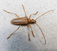 Centrodera dayi