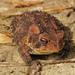 Southern Toad - Photo (c) Micheal Jewel, some rights reserved (CC BY-NC-SA)