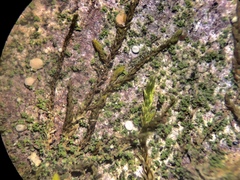 Bacidina delicata