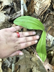 Cypripedium parviflorum