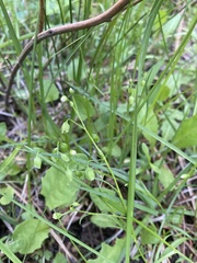 Carex disperma