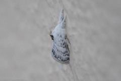 Apotolype brevicrista