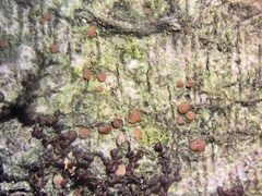 Biatora longispora