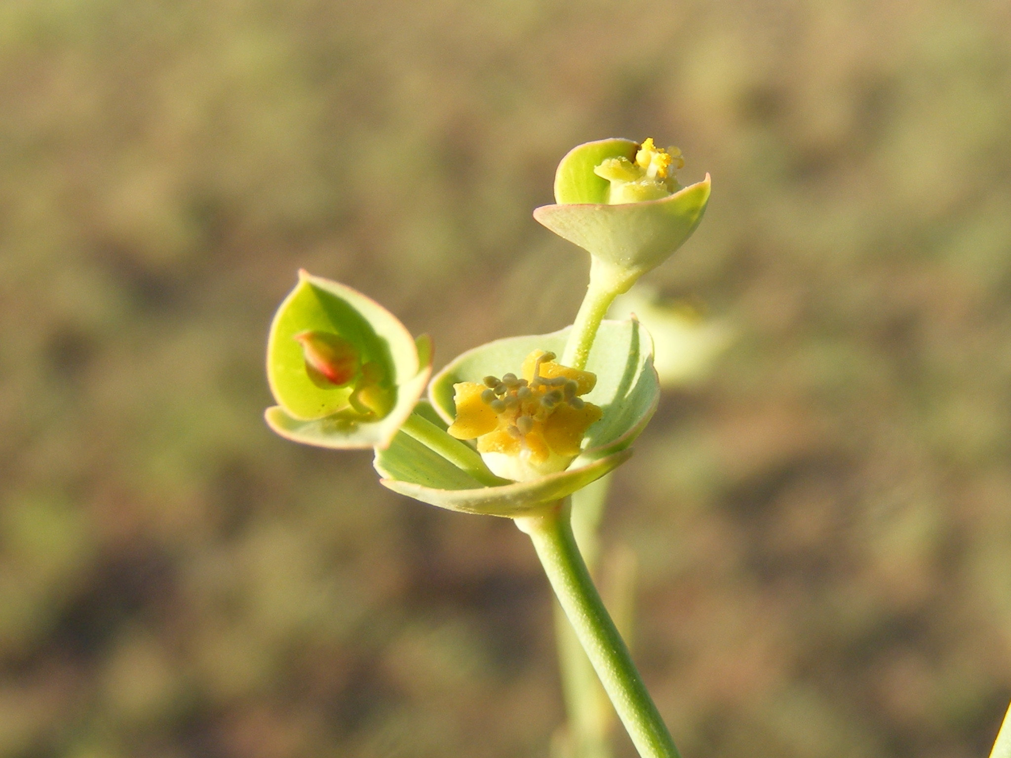 Euphorbia striata var. striata
