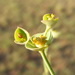Euphorbia striata striata - Photo Ningún derecho reservado, subido por Andrew Deacon