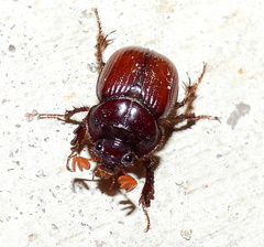 Eucanthus lazarus