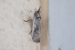 Melitara apicigrammella