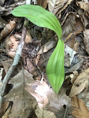 Cypripedium parviflorum