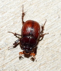 Eucanthus lazarus