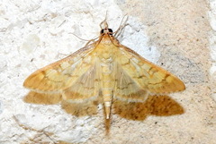Mimorista subcostalis