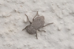 Pelecyphorus regularis