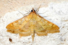 Mimorista subcostalis
