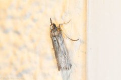 Melitara apicigrammella