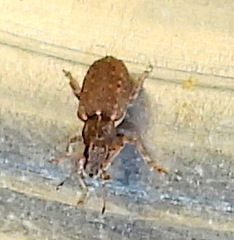Sitona californius