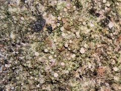 Bacidina delicata