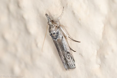 Melitara apicigrammella