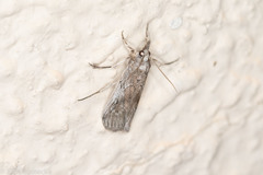 Melitara apicigrammella