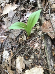 Cypripedium parviflorum