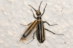 Epicauta atrivittata