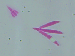 Tridentaria implicans