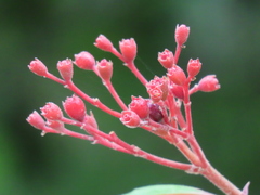 Hamelia patens image