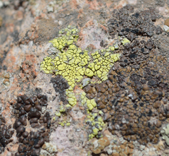 Acarospora rhabarbarina