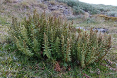 Polystichum cystostegium