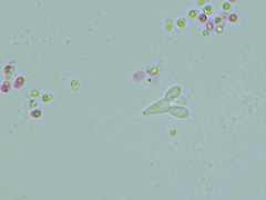 Tridentaria implicans