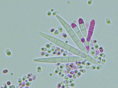 Tridentaria implicans