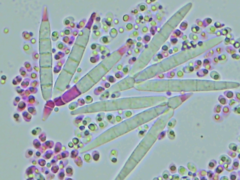 Tridentaria implicans