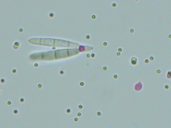 Tridentaria implicans