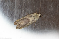 Ponometia libedis