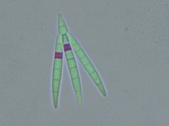 Tridentaria implicans