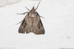 Omphalocera cariosa