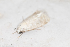 Leucocnemis perfundis