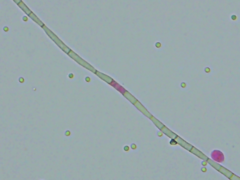 Tridentaria implicans