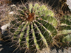 Ferocactus echidne