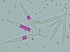 Tridentaria implicans