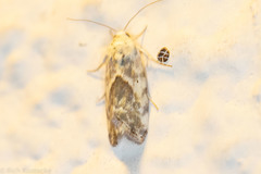 Ponometia libedis