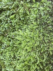 Plagiothecium cavifolium