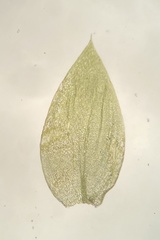 Plagiothecium cavifolium