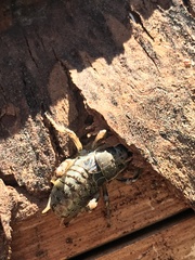 Cyphoderris