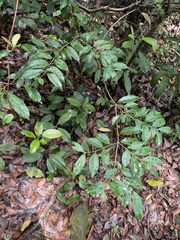Syzygium levinei