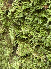 Isopterygiopsis muelleriana