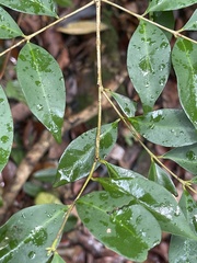 Syzygium levinei