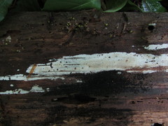 Tridentaria implicans