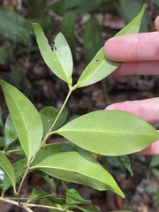 Syzygium levinei