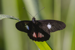 Archonias brassolis tereas