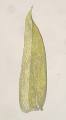 Isopterygiopsis muelleriana