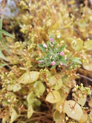 Collomia heterophylla